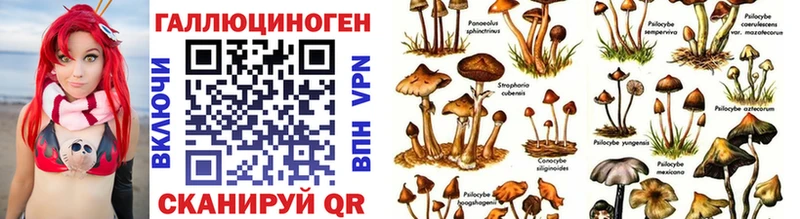 Купить  Краснознаменск  Псилоцибиновые грибы MAGIC MUSHROOMS 